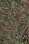 Tufted lovegrass
